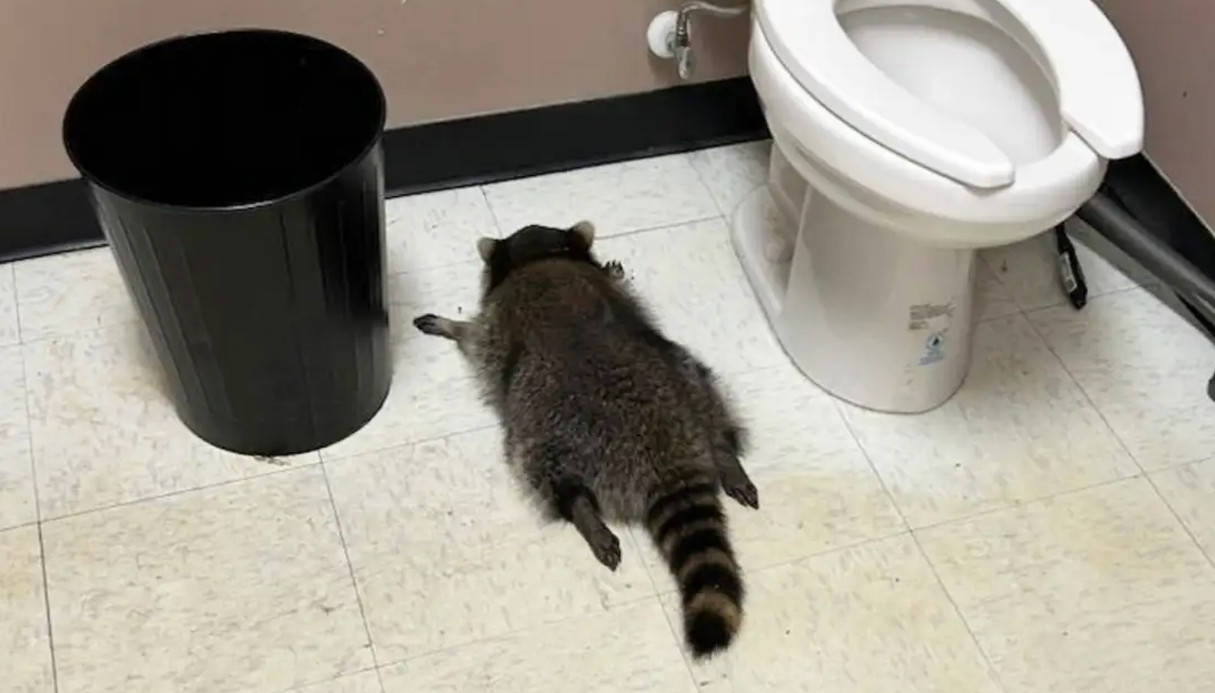 দোকানে ঢুকে মদ খেয়ে মাতাল হয়ে পড়ে রইলো বন্য প্রাণী