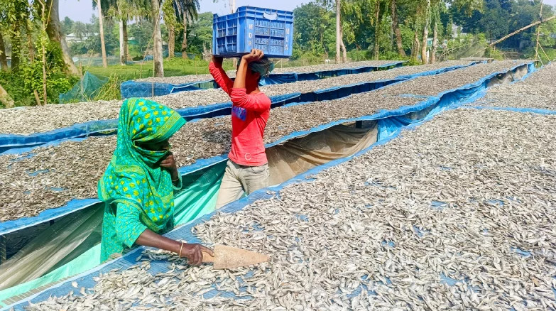 আত্রাইয়ের শুঁটকি’র বাজারজাত হচ্ছে দেশের বিভিন্ন জেলায়