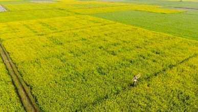 রাজশাহীতে ছয় বছরে কমেছে ৫ হাজার একর কৃষিজমি