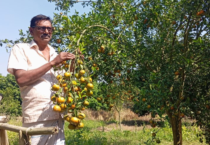 কমলা চাষে সফল বড়াইগ্রামের আব্দুল রউফ লোকসান টপকে আয় করলেন ৬ লাখ টাকা