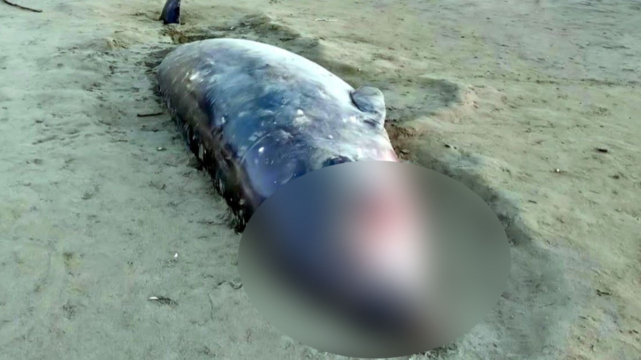 মেরিনড্রাইভ সড়ক সংলগ্ন সৈকতে আবারও ভেসে এলো এক মৃত ডলফিন