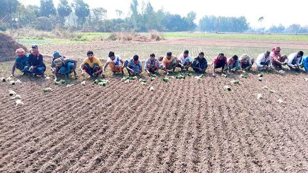  দিনাজপুরের কাহারোলে মাঠজুড়ে পেঁয়াজের চারা রোপণের মহোৎসব