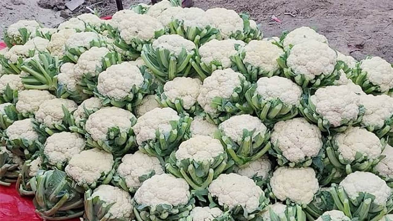 বগুড়ার শিবগঞ্জে ফুলকপি বিক্রি করে কৃষকের মুখে হাসি