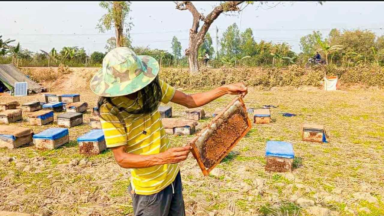জয়পুুরহাটের বাগজানায় সরিষা ফুলের মধু সংগ্রহে ব্যস্ত মৌ চাষীরা