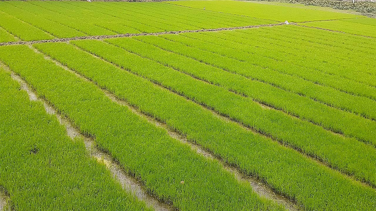 বগুড়ার দুপচাঁচিয়ায় ঘন কুয়াশায় বীজতলা কোল্ড ইনজুরির হুমকিতে