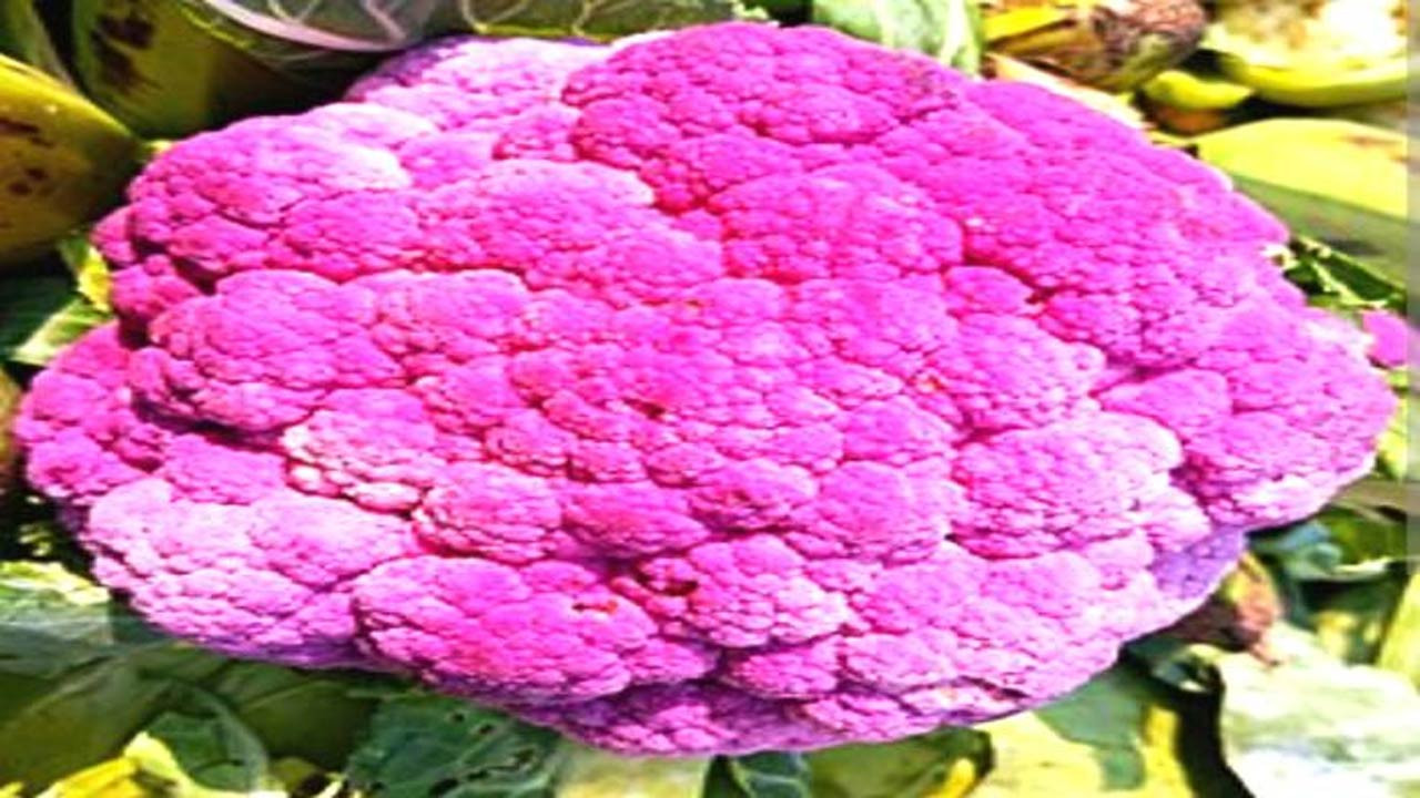 গাইবান্ধার সাদুল্লাপুরে ক্ষেতে শোভা পাচ্ছে রঙিন ফুলকপি