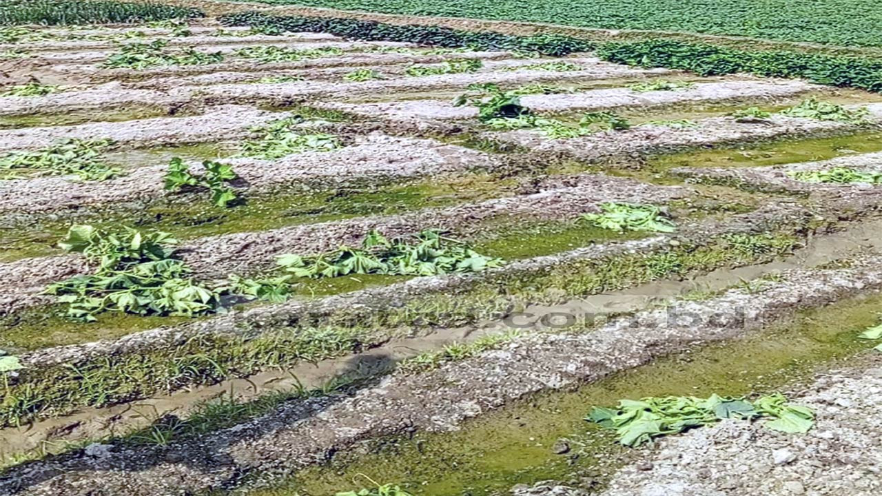 বগুড়ার আদমদীঘিতে খিরার গাছ উপড়ে ফেলেছে দুর্বৃত্তরা