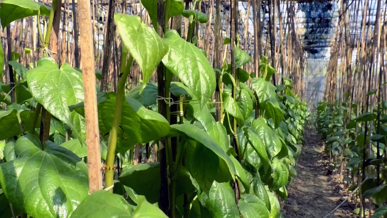 পান চাষে বদলে যাওয়া রংপুর গঙ্গাচড়ার আলদাদপুরের জীবনচিত্র