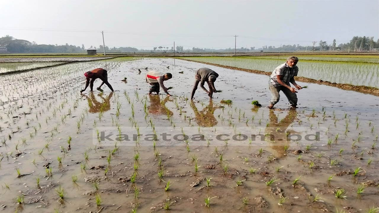 বগুড়ার সোনাতলায় পুরোদমে ইরি-বোরো ধান লাগানো শুরু : শ্রমিক সংকট