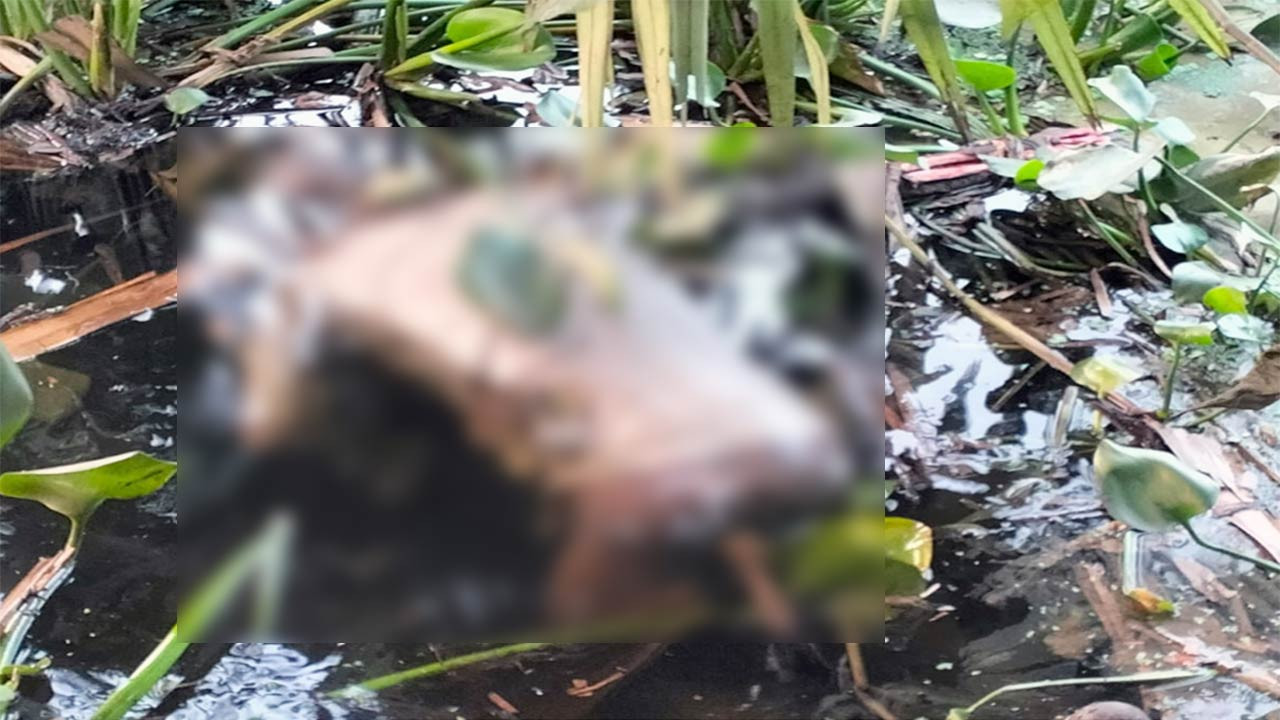 বগুড়ার আদমদীঘিতে ডোবা থেকে অজ্ঞাত পরিচয় ব্যক্তির লাশ উদ্ধার