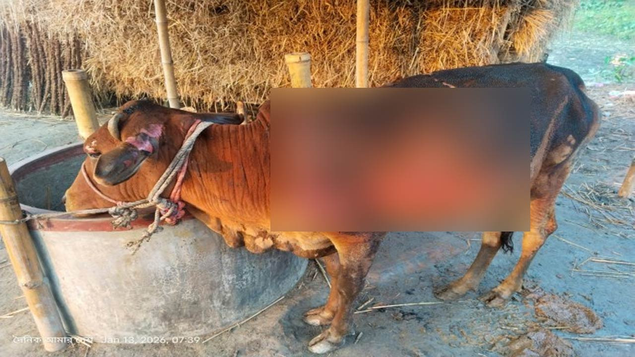 দিনাজপুরের খানসামায় কৃষকের গোয়ালঘরে আগুন