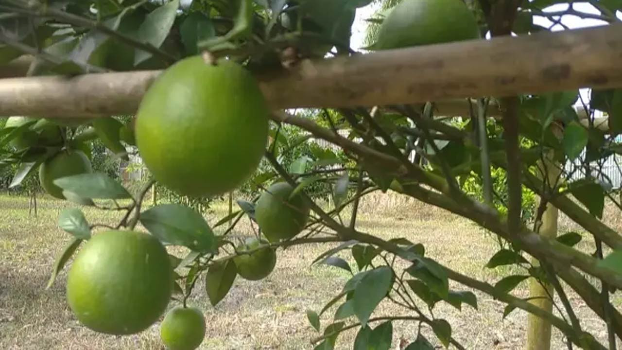 মাল্টা চাষে সফল আশরাফুল ইসলাম ২০ লাখ টাকা বিক্রির সম্ভাবনা