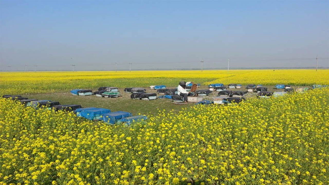 রাজশাহীর গোদাগাড়ীতে সরিষা ফুলে মধু সংগ্রহে ব্যস্ত মৌচাষিরা