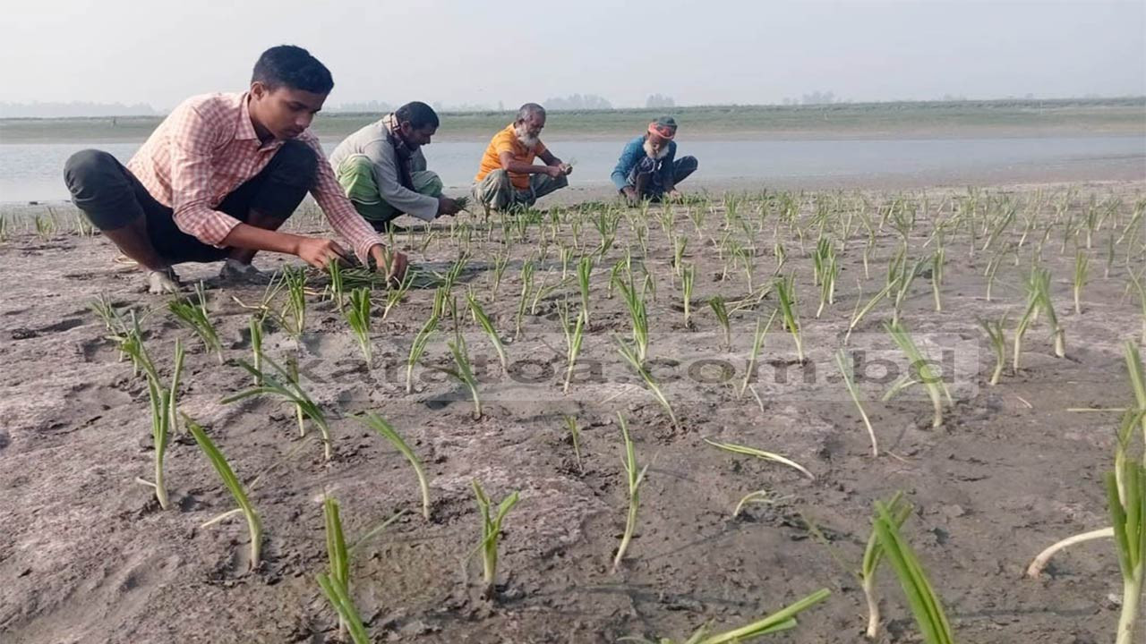 বগুড়ার ধুনটে যমুনার চরে বিনাচাষে পেঁয়াজ আবাদ, দিন বদলের স্বপ্ন কৃষকের