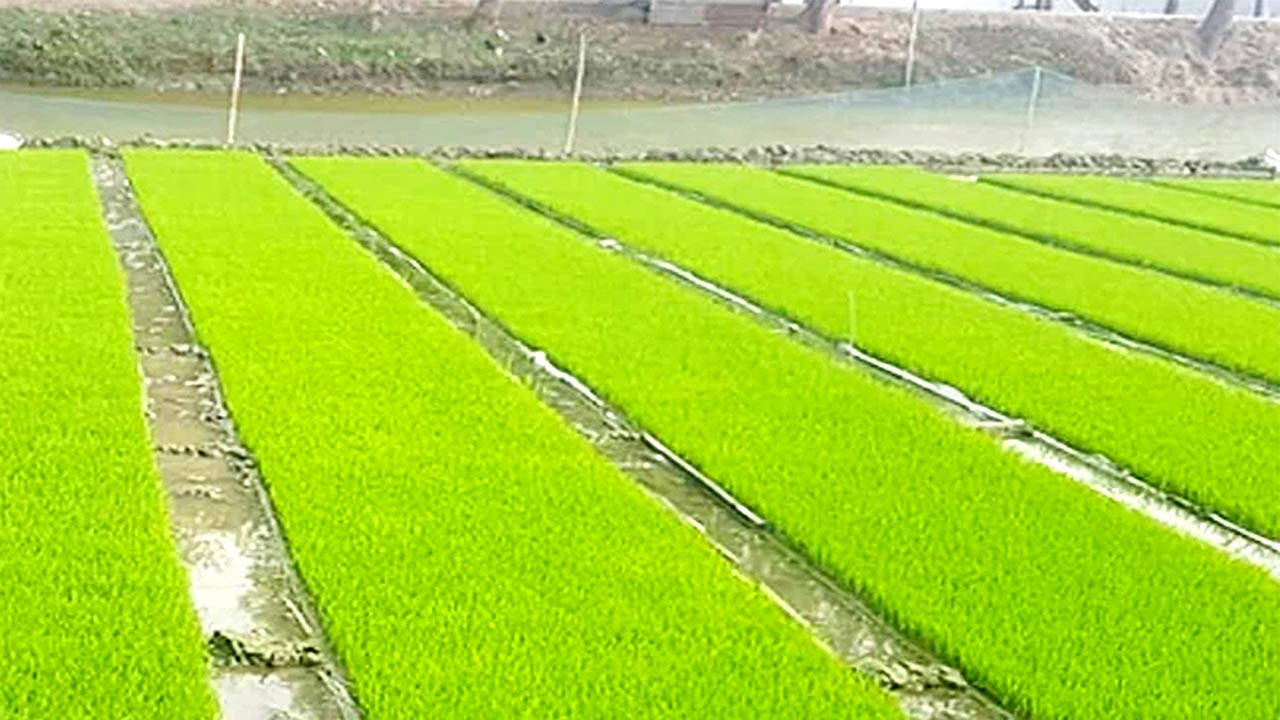 দিনাজপুরে বোরো বীজতলা তৈরিতে ব্যস্ত কৃষক