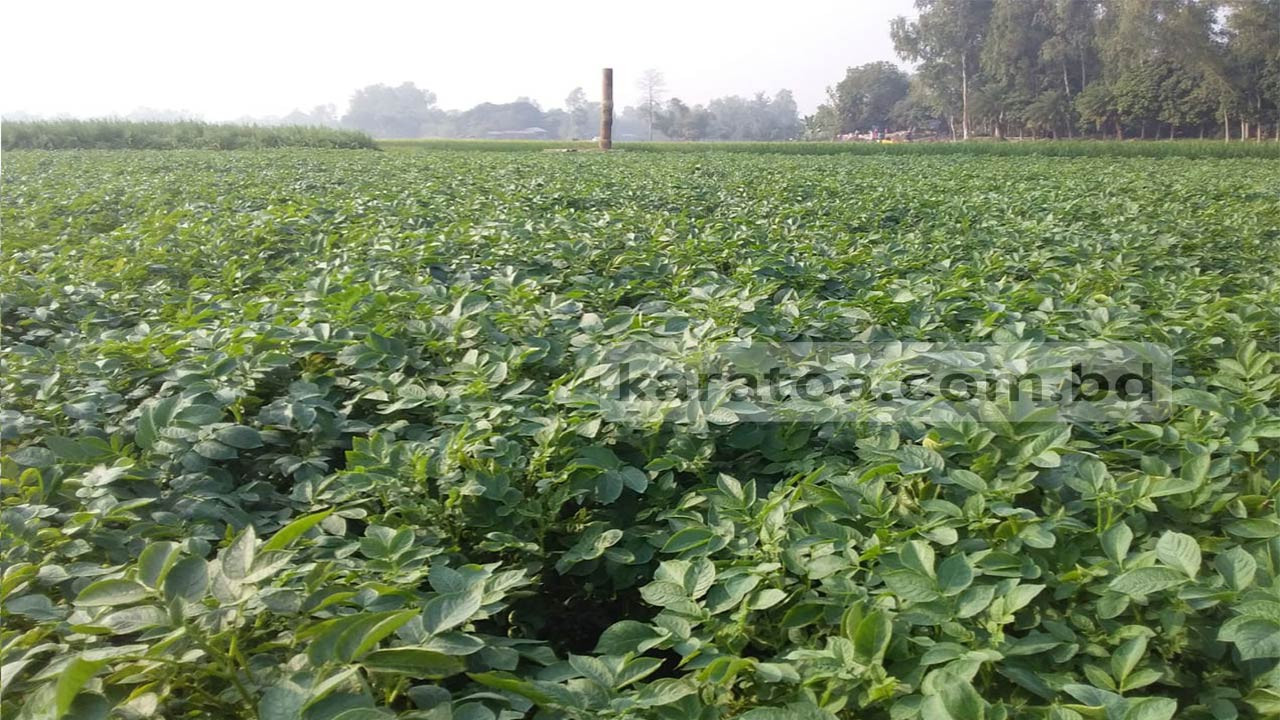 নওগাঁর আত্রাইয়ে লোকসানের বোঝা মাথায় নিয়েই তিন হাজার হেক্টর জমিতে আলু চাষ