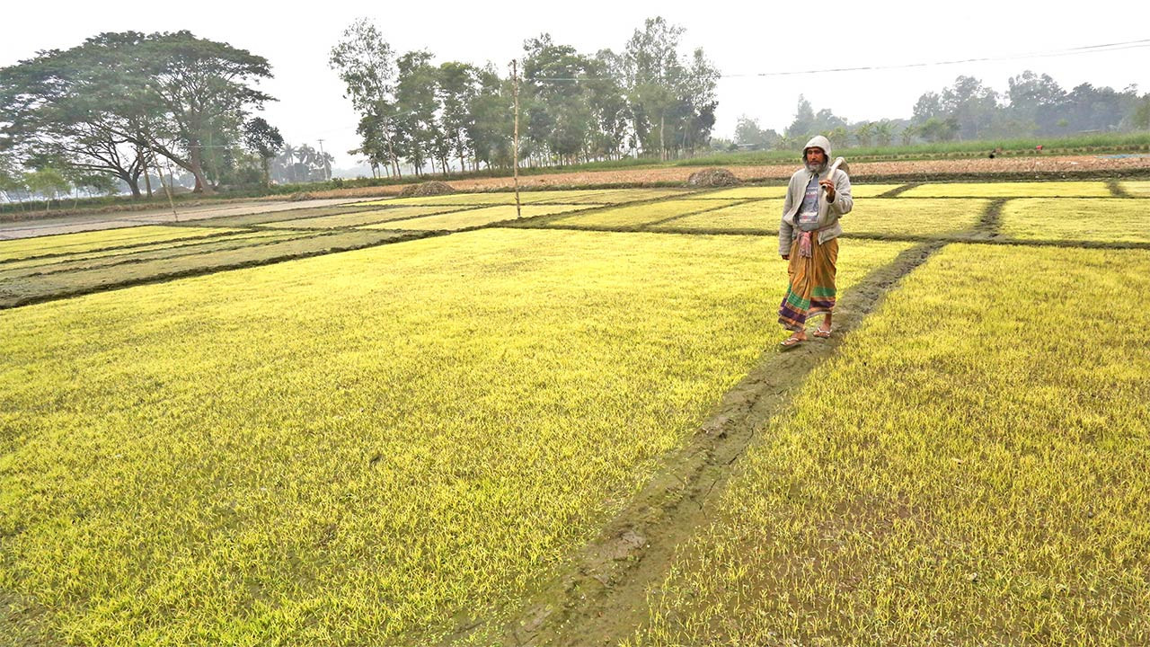 বগুড়ার ইরি-বোরো বীজতলায় কোল্ড ইনজুরি আক্রান্তের শঙ্কা
