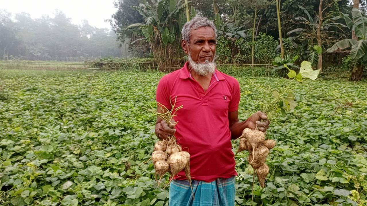 কেশর চাষে লাখপতি বগুড়া সারিয়াকান্দির কৃষক