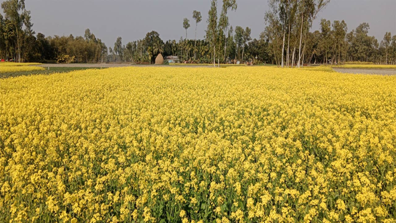 কুড়িগ্রামের নাগেশ্বরীতে জনপ্রিয়তা বেড়েছে সরিষায়