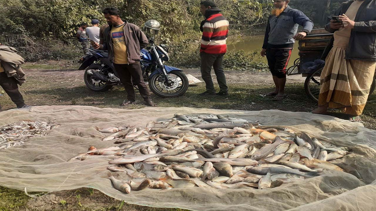 বগুড়ার সান্তাহারে পুকুরে বিষ দিয়ে ৬ লক্ষাধিক টাকার মাছ নিধনের অভিযোগ