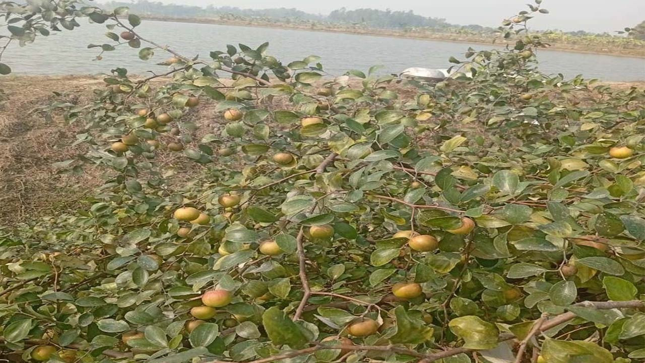 সিরাজগঞ্জের পরিত্যক্ত জমিতে বরই চাষ