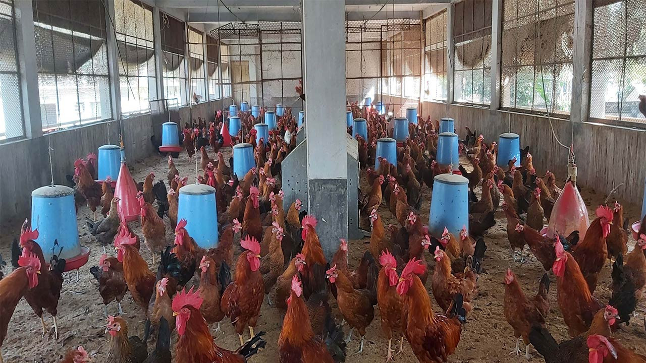 সিরাজগঞ্জে শীতে পোল্ট্রি খামারীরা বিপাকে ডিমের উৎপাদন কমে গেছে