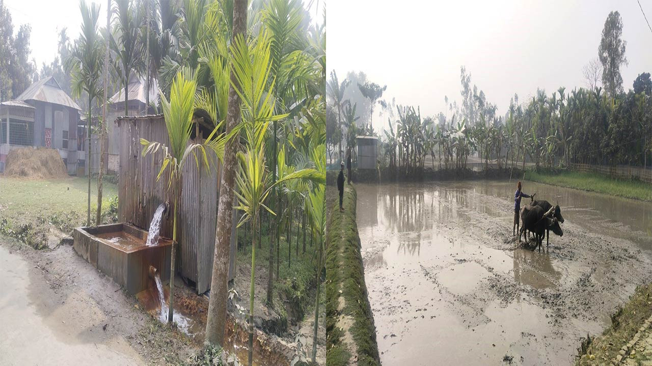 কুড়িগ্রামের রাজারহাটে ইরি-বোরো চাষাবাদে ব্যস্ত কৃষক-কৃষানিরা