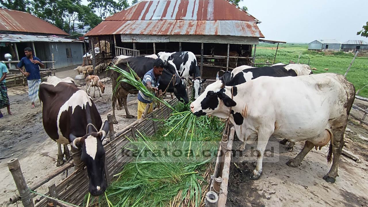 পাবনার বেড়ার চরে দাদন ফাঁদে গো-খামারিরা দুধের ন্যায্য মূল্য থেকে বঞ্চিত
