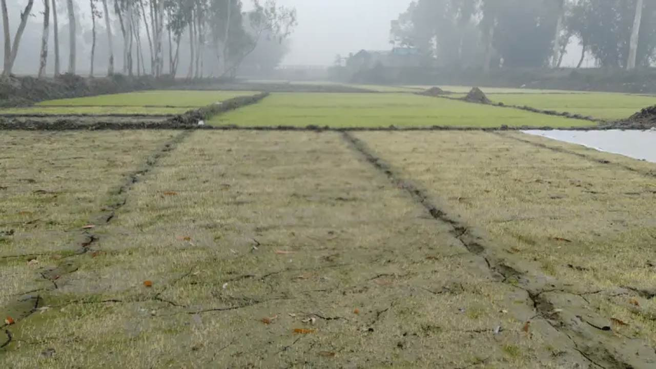 ঘন কুয়াশা ও তীব্র শীত বোরো ধানের বীজতলা নিয়ে কৃষকের কপালে চিন্তার ভাঁজ