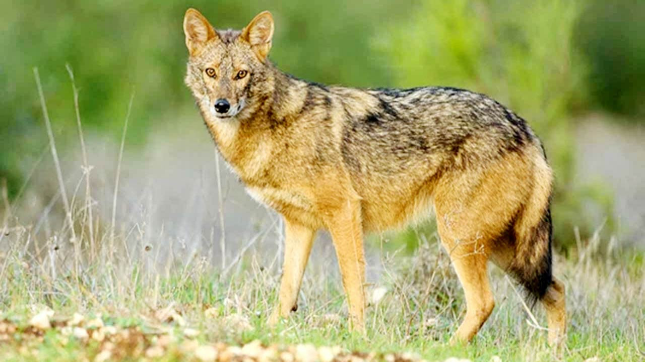 সিরাজগঞ্জে পাঁচদিনে শিয়ালের কামড়ে বৃদ্ধার মৃত্যু, আহত ৪