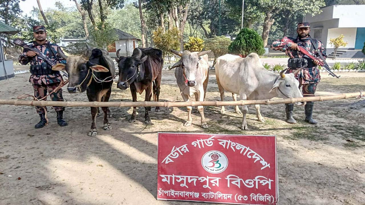চাঁপাইনবাবগঞ্জ সীমান্তে ১৬টি ভারতীয় গরু জব্দ