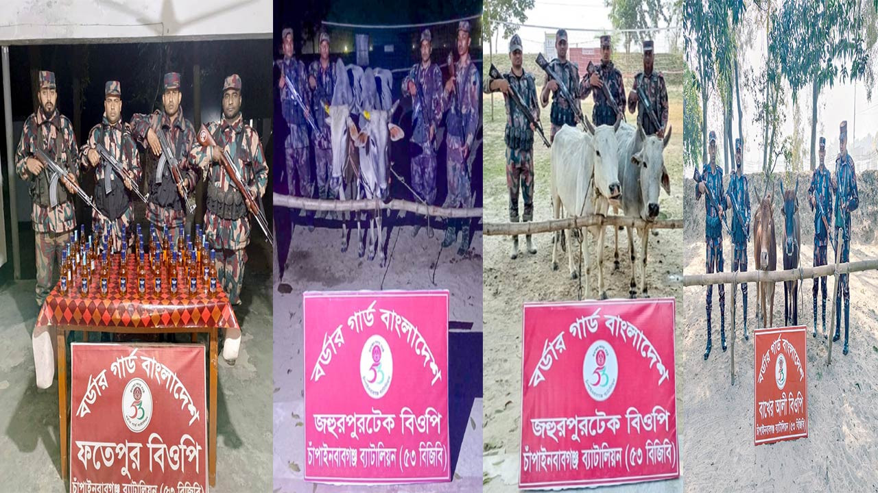 চাঁপাইনবাবগঞ্জে ৬টি ভারতীয় গরু ও ৪৪ বোতল মদ জব্দ