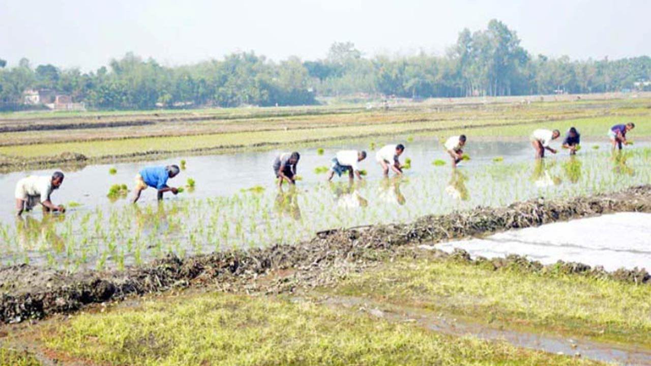 রংপুর অঞ্চলে ভোটের আগেই বোরো চারা রোপণের ধুম