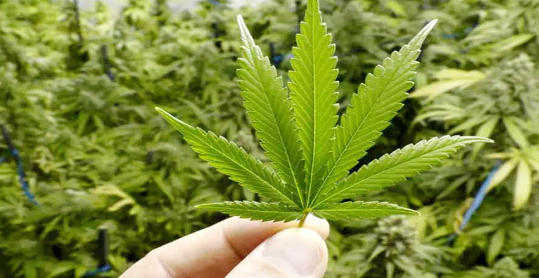 দেশে ৬১ লাখ মানুষ গাঁজা সেবন করে : গবেষণা