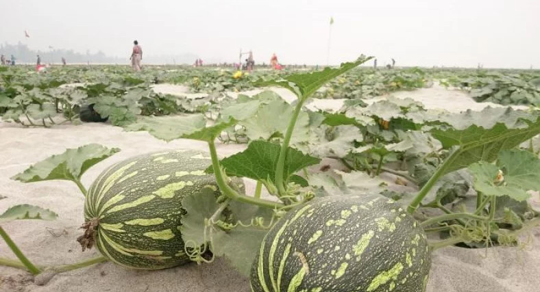 সোনাতলায় চরাঞ্চলে উৎপাদিত মিষ্টি কুমড়া যাচ্ছে মালয়েশিয়ায় 