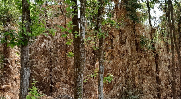 ঠাকুরগাঁওয়ের পীরগঞ্জে শালবন ঘেঁষে মাটি কেটে ইটভাটায় বিক্রি