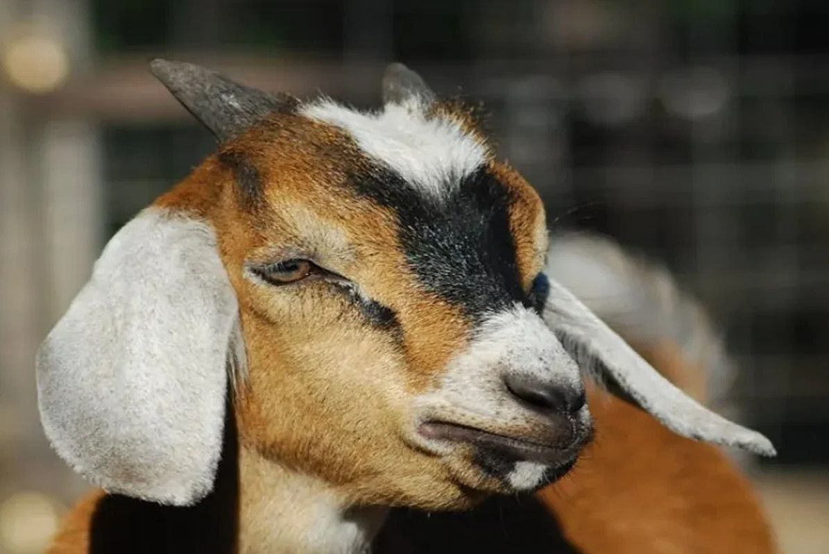 সিরিয়া থেকে ২৫০ ছাগল চুরি করল ইসরায়েলি সেনারা, কমান্ডার বরখাস্ত