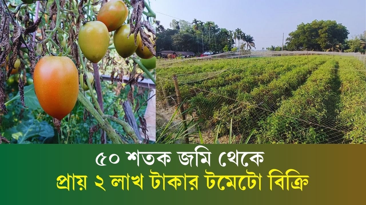 বগুড়ায় আগাম জাতের টমেটো চাষে লাভবান হচ্ছে কৃষক