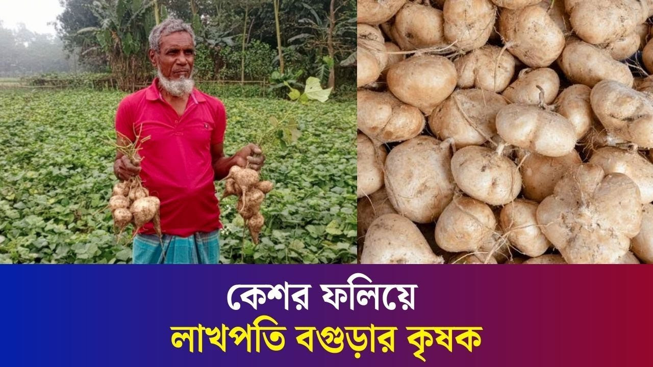 কেশর চাষে লাখপতি বগুড়ার কৃষক
