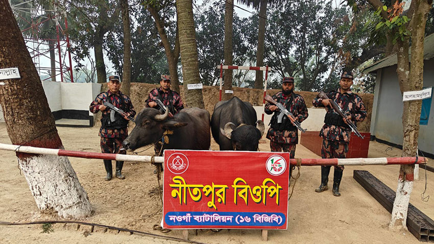 নওগাঁর পোরশা সীমান্তে দু’টি ভারতীয় মহিষসহ যুবক আটক