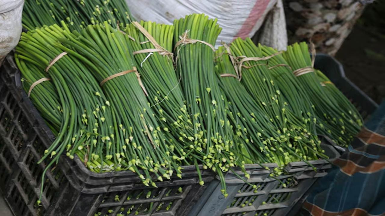 পাবনার বেড়ায় ক্রেতার অভাবে মাঠে নষ্ট হচ্ছে পেঁয়াজকলি