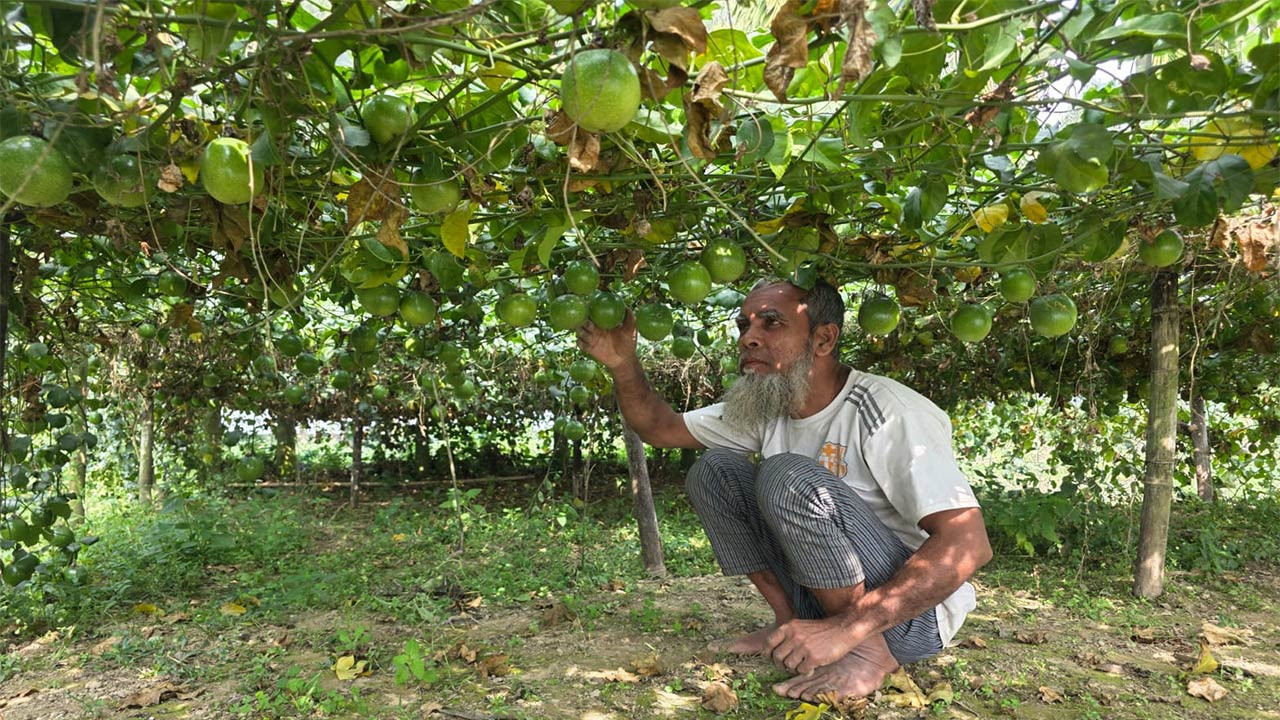 সিরাজগঞ্জের কাজিপুরে পাহাড়ি ফল আনারকলি আবাদে সফল বেলাল হোসেন