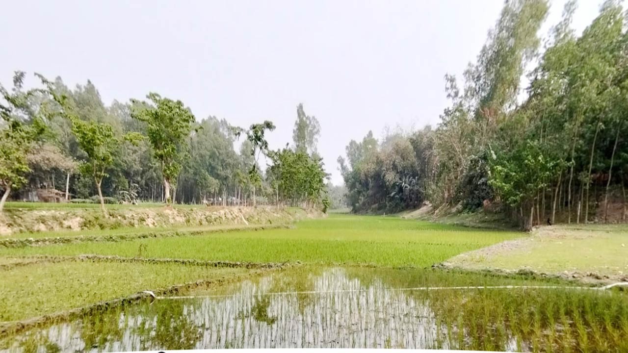 সোনাতলায় নদীর তলদেশে ধান চাষ