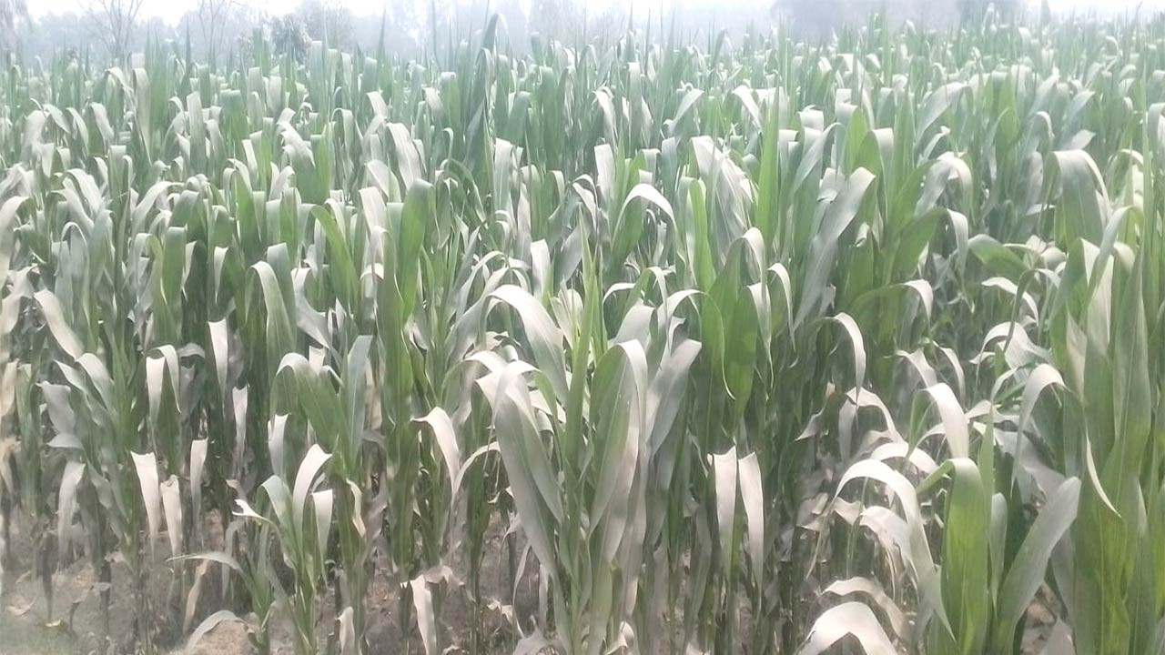 দিনাজপুরের কাহারোলে ১১ হাজার ৬২০ হেক্টর জমিতে ভুট্টা চাষাবাদের লক্ষ্যমাত্রা নির্ধারণ