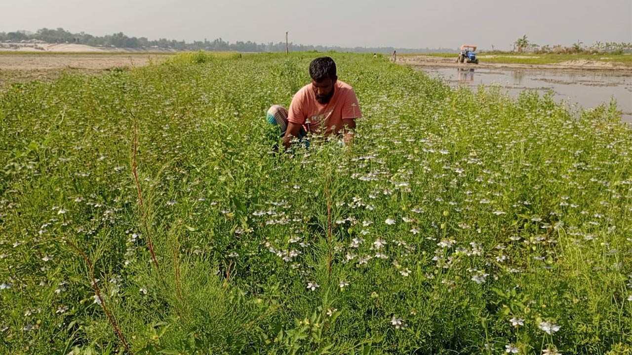 বগুড়া সারিয়াকান্দির পতিত জমিতে কালোজিরার বাম্পার ফলন
