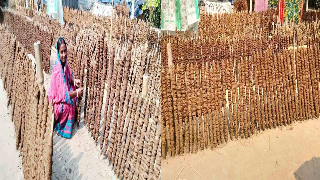 বগুড়ার সোনাতলায় জ্বালানির চাহিদা মেটাচ্ছে গোবরের লাঠি