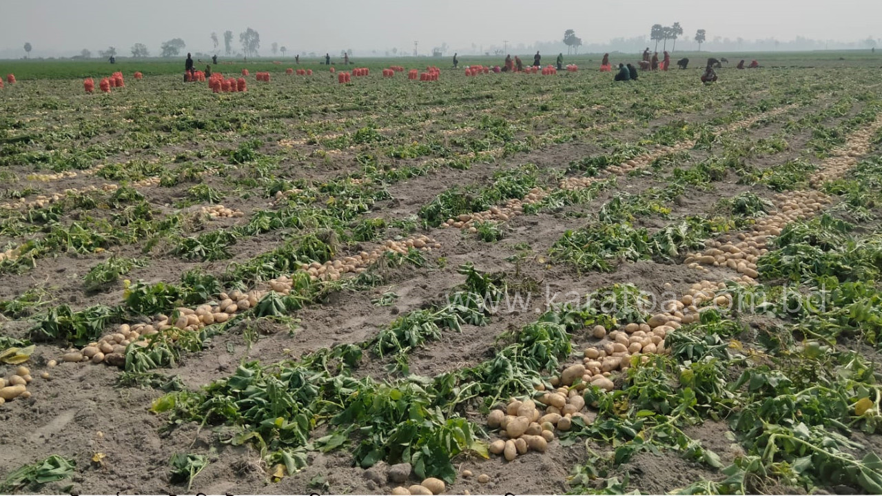জয়পুরহাটের কালাইয়ে আলুর বাম্পার ফলন : কম দামে হতাশ চাষি