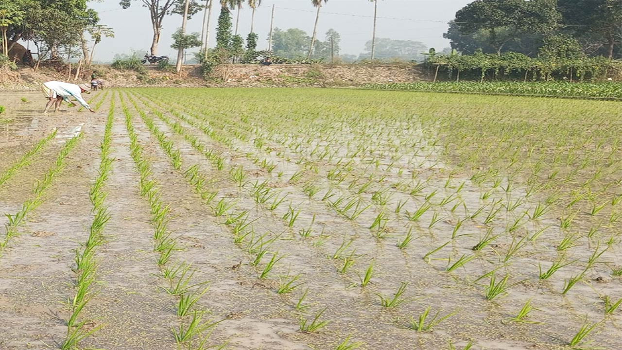 পঞ্চগড়ে পুরোদমে চলছে বোরো চারা রোপণের মহোৎসব