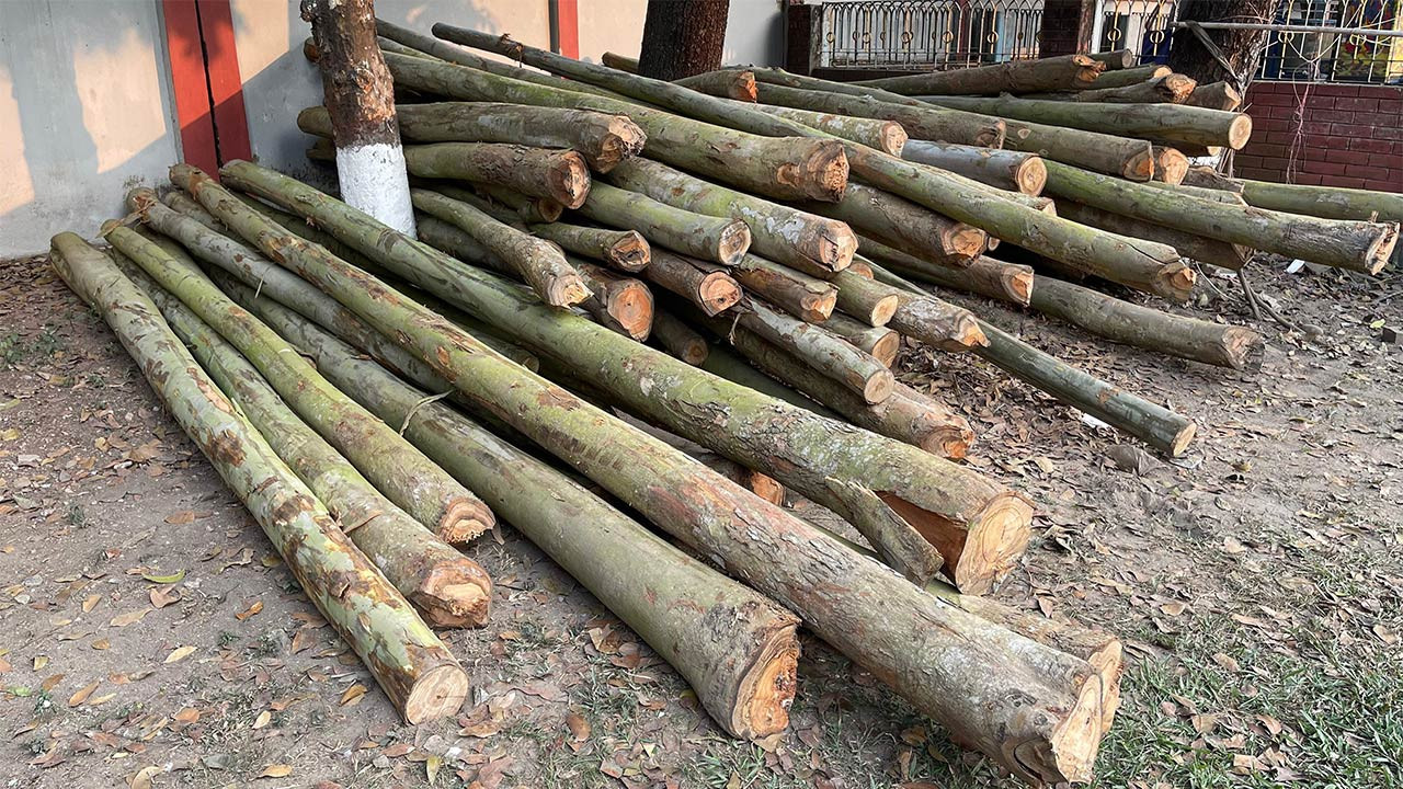 কাজী ফার্মসের ৬ শতাধিক গাছ কেটে নিয়ে গেছে দুর্বৃত্তরা