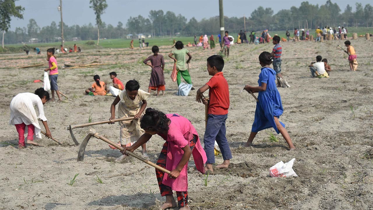 রংপুরের তারাগঞ্জে মাঠে মাঠে চলছে শিশু-কিশোরের আলু তোলার ধুম